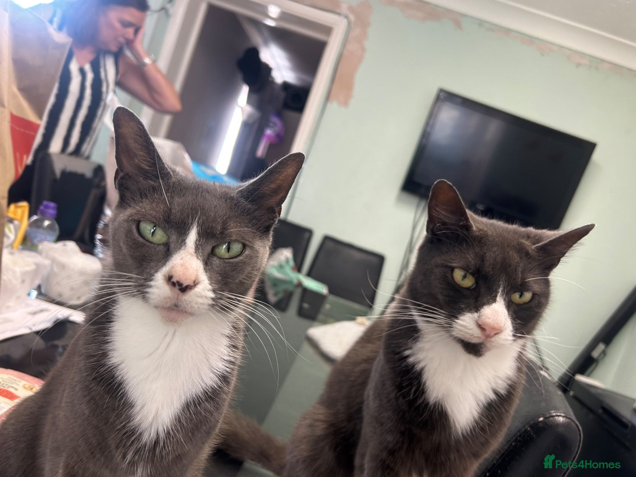 British Shorthair cats Kittens - Advert 2