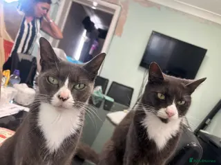 British Shorthair cats Kittens - Advert 2