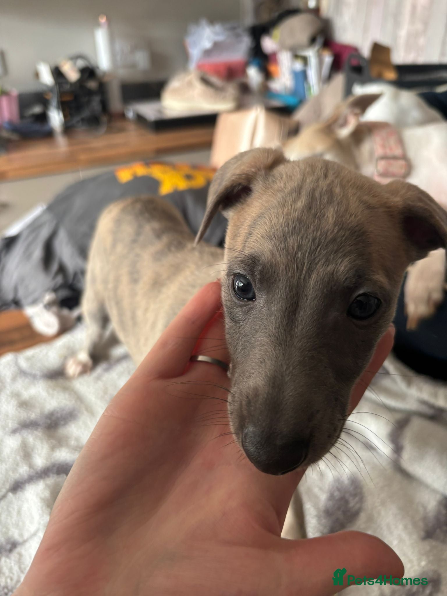 Whippet dogs KC reg Amazing whippet puppies READY NOW - Advert 3