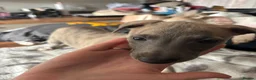 Whippet dogs for sale: Amazing whippet puppies  - Advert 8