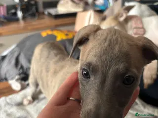 Whippet dogs KC reg Amazing whippet puppies READY NOW - Advert 1