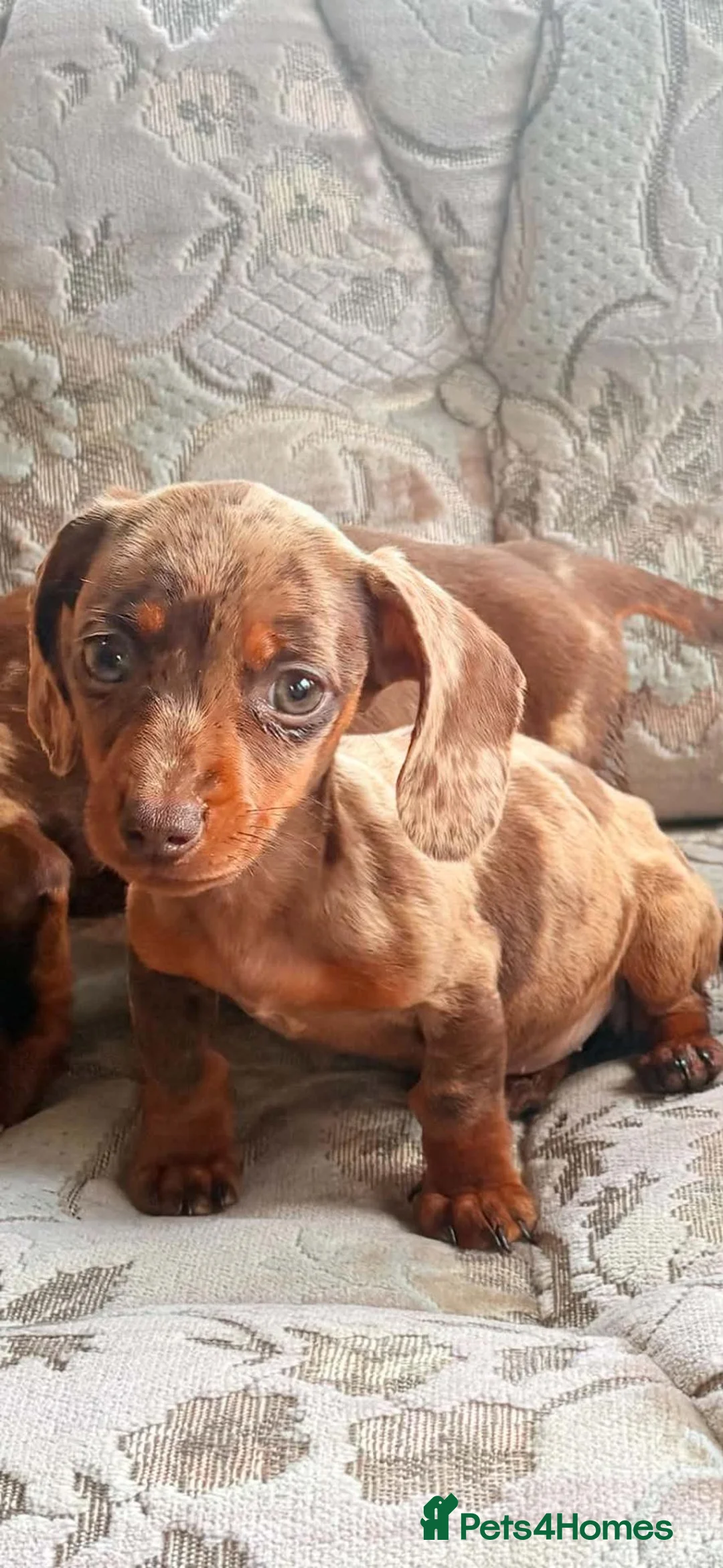 Dachshund dogs for sale: Miniature dapple dashound puppies ready now  - Advert 24