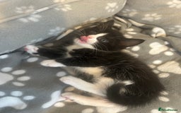 American Shorthair cats for sale: American short haired cross Norwegian forest cat - Image 8