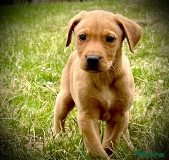 Labrador Retriever dogs Stunning fox red and yellow labradors - Advert 2
