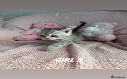 British Shorthair cats for sale: *stunning* silver tabby British short haired  - Image 13