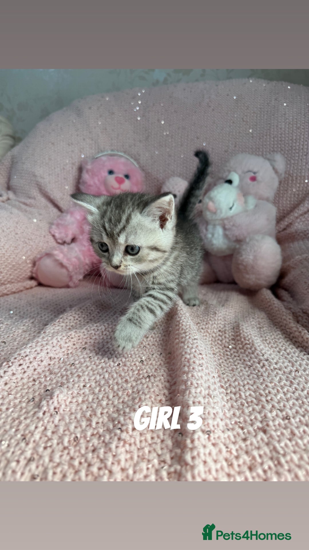 British Shorthair cats for sale: *stunning* silver tabby British short haired  - Image 13