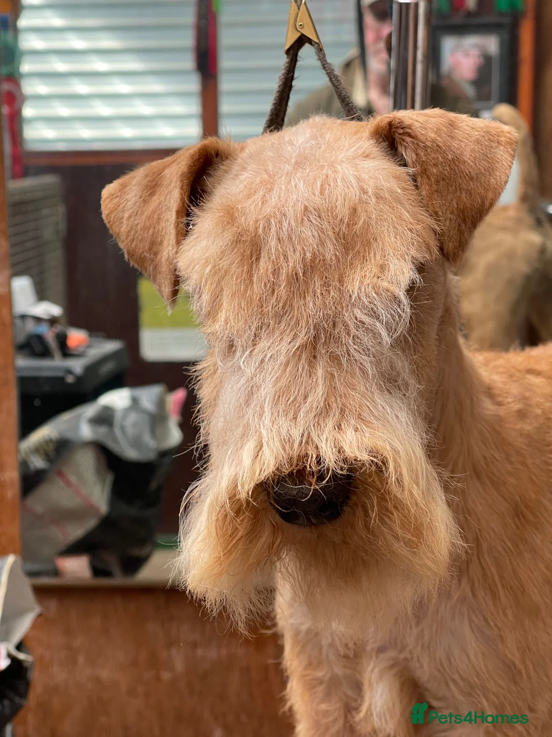 Lakeland Terrier dogs for sale: Top Class Lakeland Terrier Dog Pup  - Advert 2