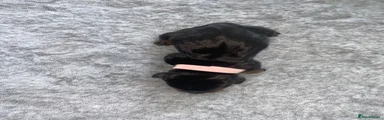 •Baby Pink Collar: 
