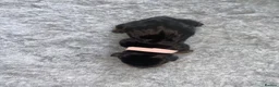 Miniature Dachshund dogs for sale: Miniature Dachshund Puppies - Advert 6