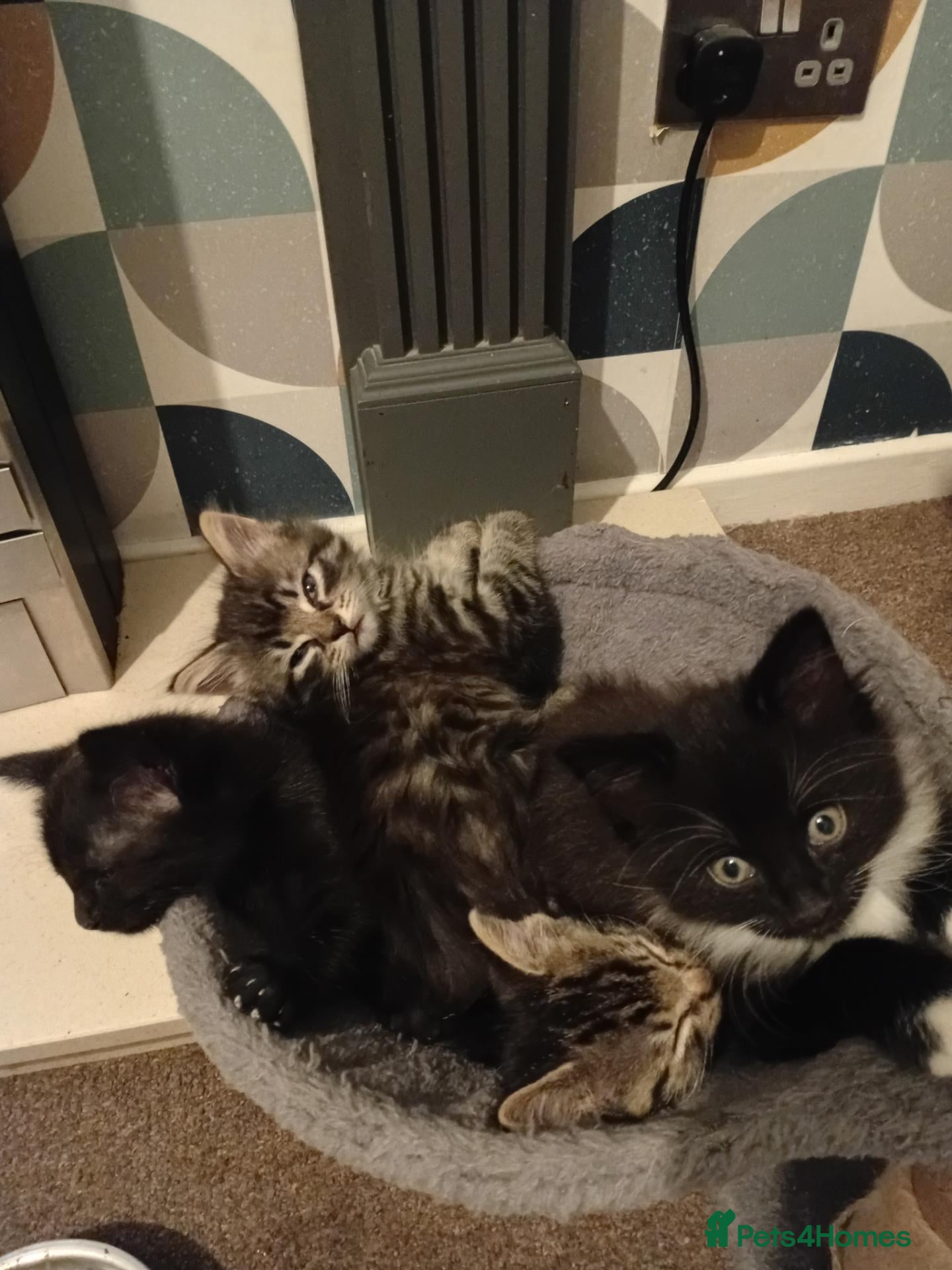 Domestic Shorthair cats 2 female 2 male kittens ready for their new home  - Advert 2