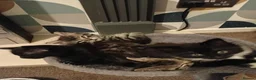 Domestic Shorthair cats for sale: 2 female 2 male kittens ready for their new home  - Advert 1