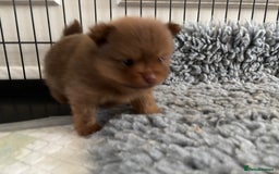 Pomeranian dogs for sale: Exotic color, mini Pomeranians  - Image 19