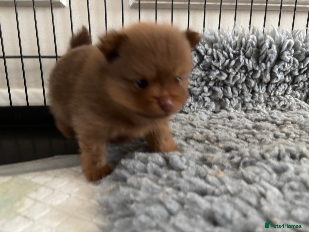 Pomeranian dogs for sale: Exotic color, mini Pomeranians  - Image 19