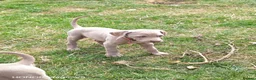 Weimaraner dogs for sale: 💫Reduced Price KC Litter💫 - Advert 10