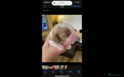 Cavalier King Charles Spaniel dogs for sale: Cavalier King Charles spaniel  - Image 25