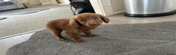 Shih Tzu dogs for sale: Shih Tzu Puppies in Luton - Advert 4