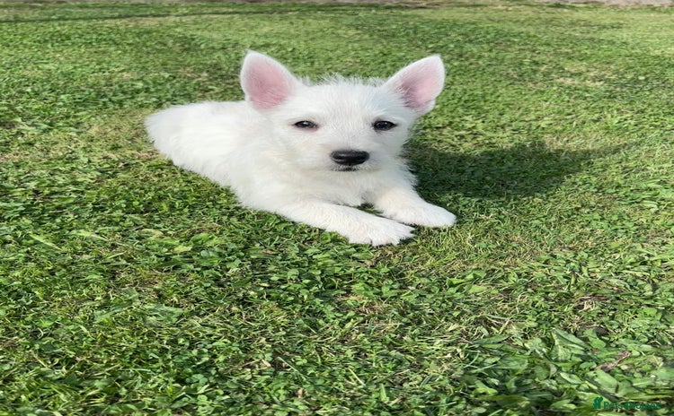 West Highland Terrier dogs - Advert 1