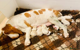 Bracco Italiano dogs for sale: 🌟 TOP BREEDER 2021,22,22,24,25🌟 - Image 22