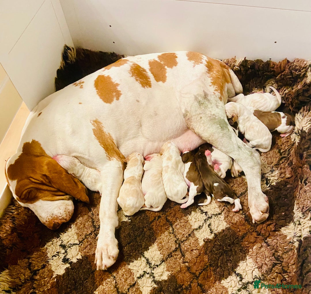 Bracco Italiano dogs for sale: 🌟 TOP BREEDER 2021,22,22,24,25🌟 - Image 22