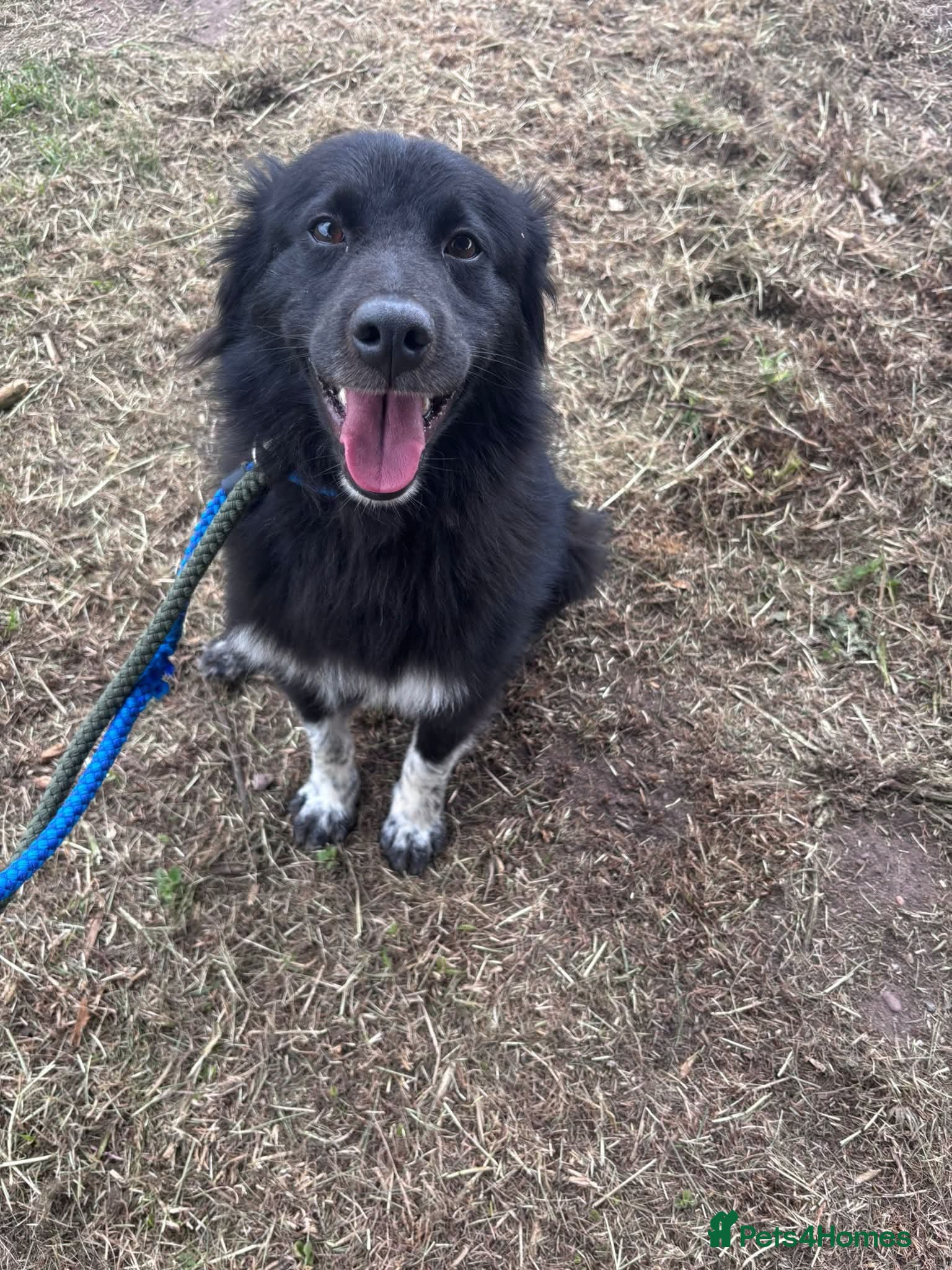 Mixed Breed dogs Raven - Advert 1