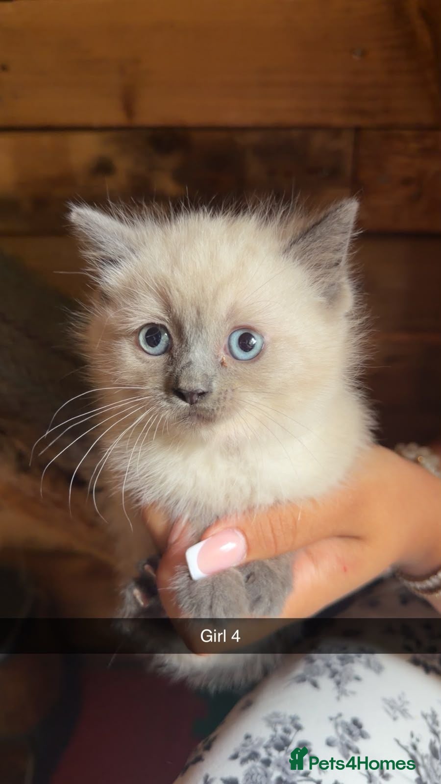 Ragdoll cats Stunning Ragdoll kittens  - Advert 1