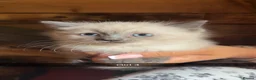Ragdoll cats for sale: Stunning Ragdoll kittens  - Advert 1