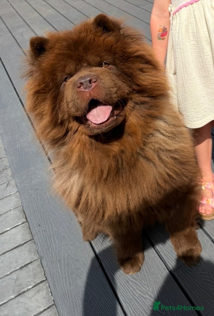 Chow Chow dogs 🐾 CHOCOLATE CHOW CHOW – STUD AVAILABLE 🐾 - Advert 1
