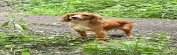 Cocker Spaniel dogs for sale: Cocker Spainel puppies  - Advert 12