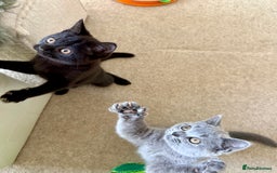 Scottish Fold cats for sale: Scottish fold and straight ear kittens in Harrow - Image 9
