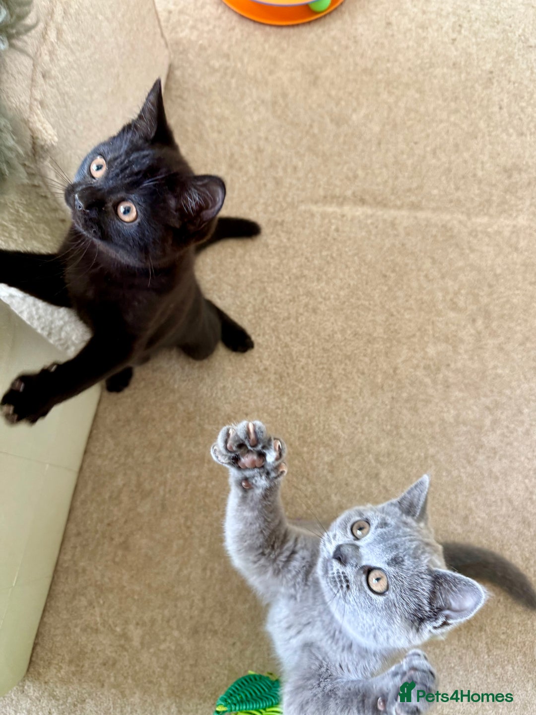 Scottish Fold cats for sale: Scottish fold and straight ear kittens in Harrow - Image 9