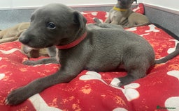 Whippet dogs for sale: Whippet Puppies - Image 3