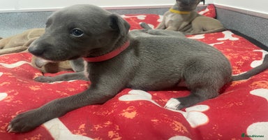 Whippet dogs - Advert 3