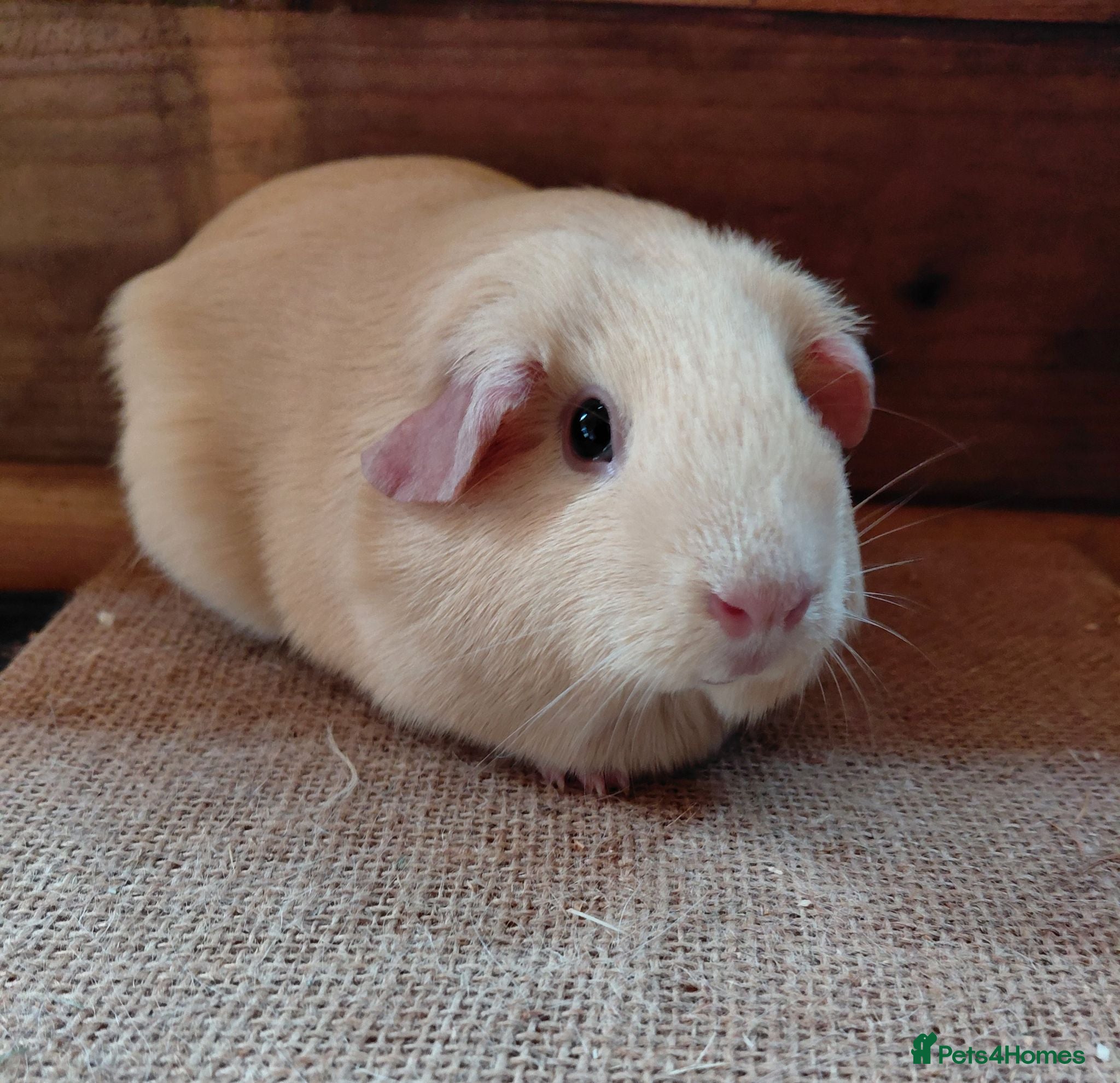 Guinea Pig rodents Guinea pigs  - Advert 13