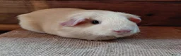 Guinea Pig rodents for sale: Guinea pigs  - Advert 4