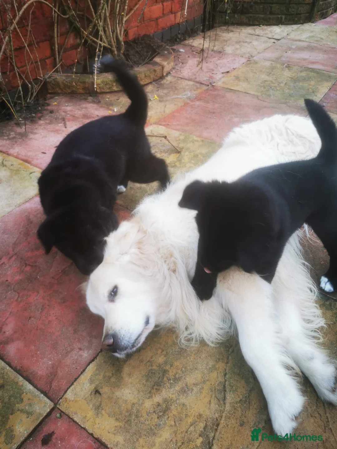 Mixed Breed dogs for sale: Akita and Golden retriever mix - Advert 8