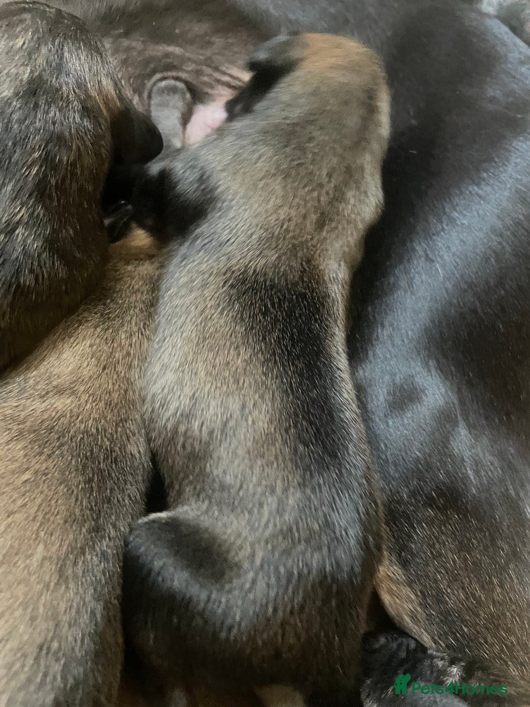 Mixed Breed dogs for sale: Stunning saluki greyhound puppies!  - Image 7