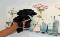Cocker Spaniel dogs for sale: Fully health tested/champion bloodlines - Image 4