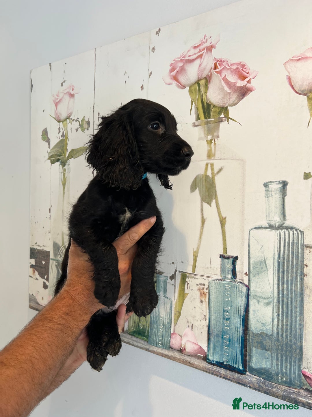 Cocker Spaniel dogs for sale: Fully health tested/champion bloodlines - Image 4