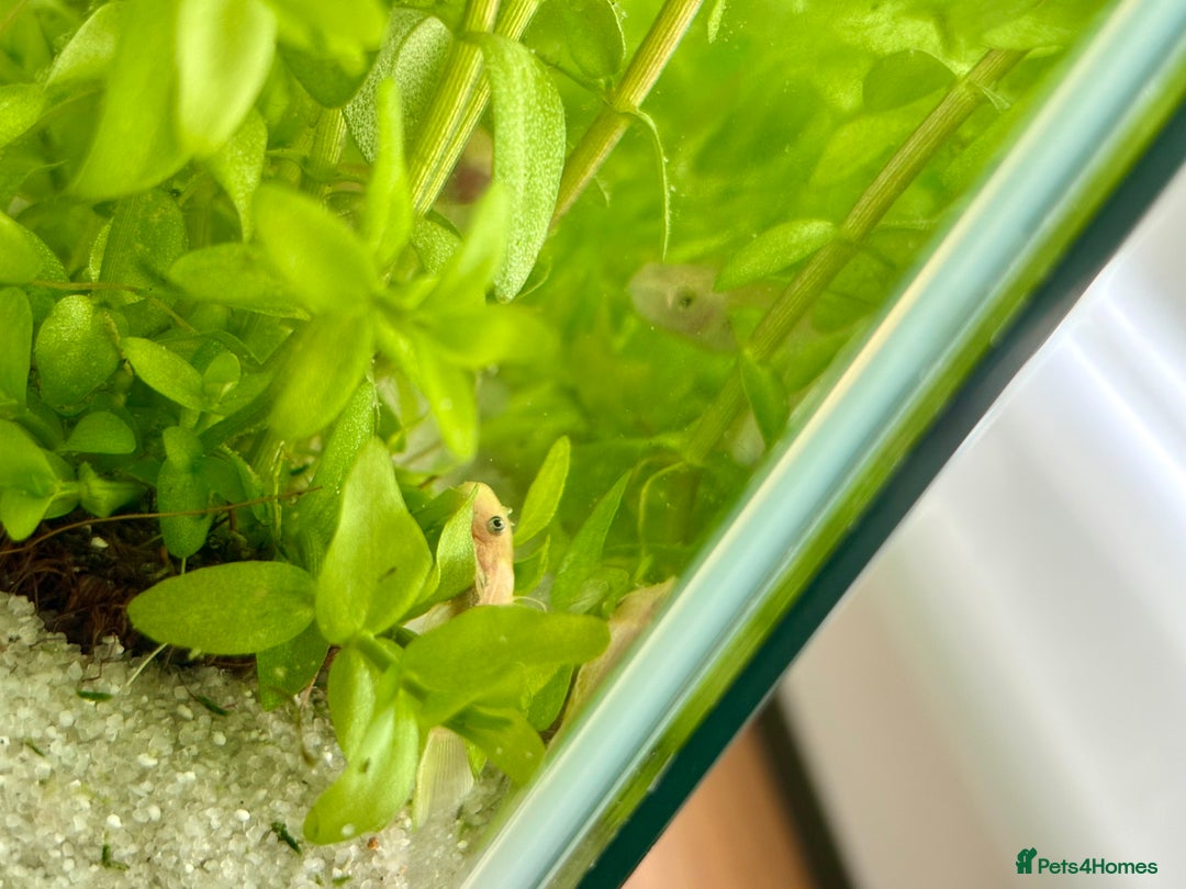 Plecos fish for sale: Baby Lemon Blue-Eyed Pleco’s - Image 5