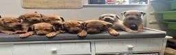 Labrador Retriever dogs for sale: 10 adorable fox red Labrador puppies  - Advert 27
