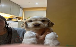 Cocker Spaniel dogs for sale: Gorgeous Cocker Spaniel Puppies - Image 3