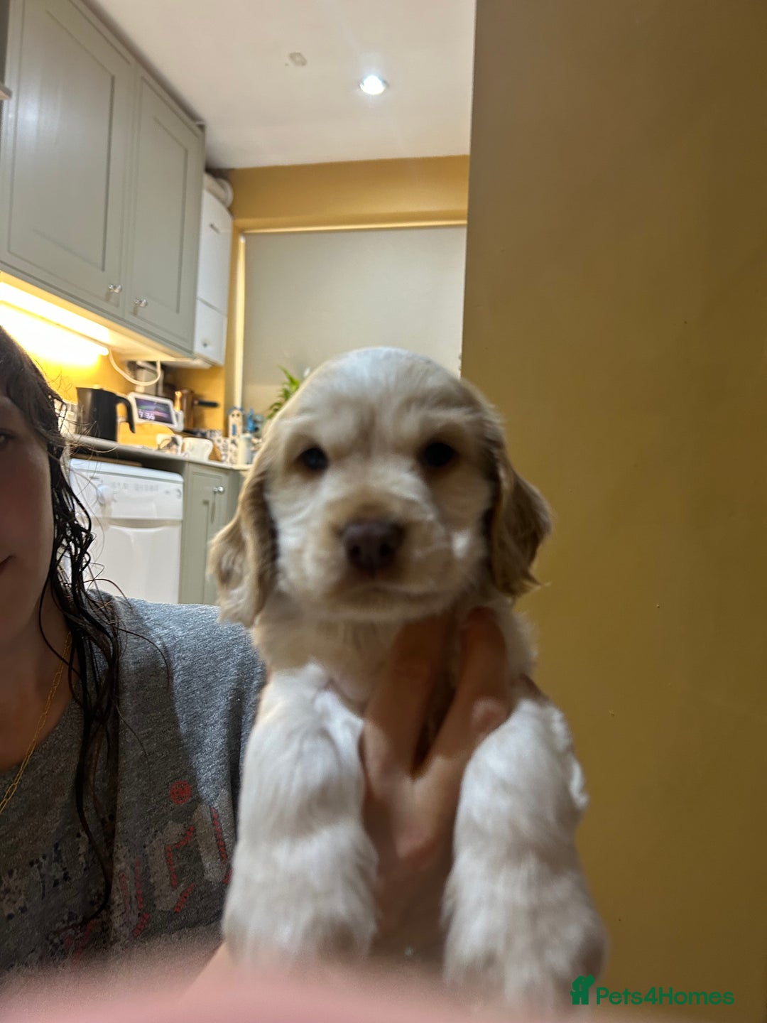 Cocker Spaniel dogs for sale: Gorgeous Cocker Spaniel Puppies - Image 3