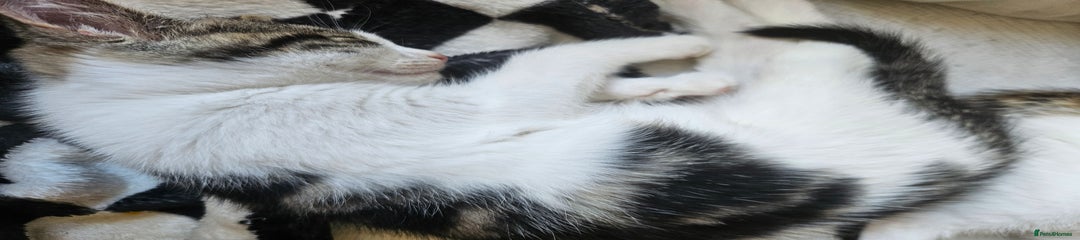 Mixed Breed Kitten 3