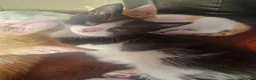 Mixed Breed cats for sale: 3 beautiful kittens - Advert 6