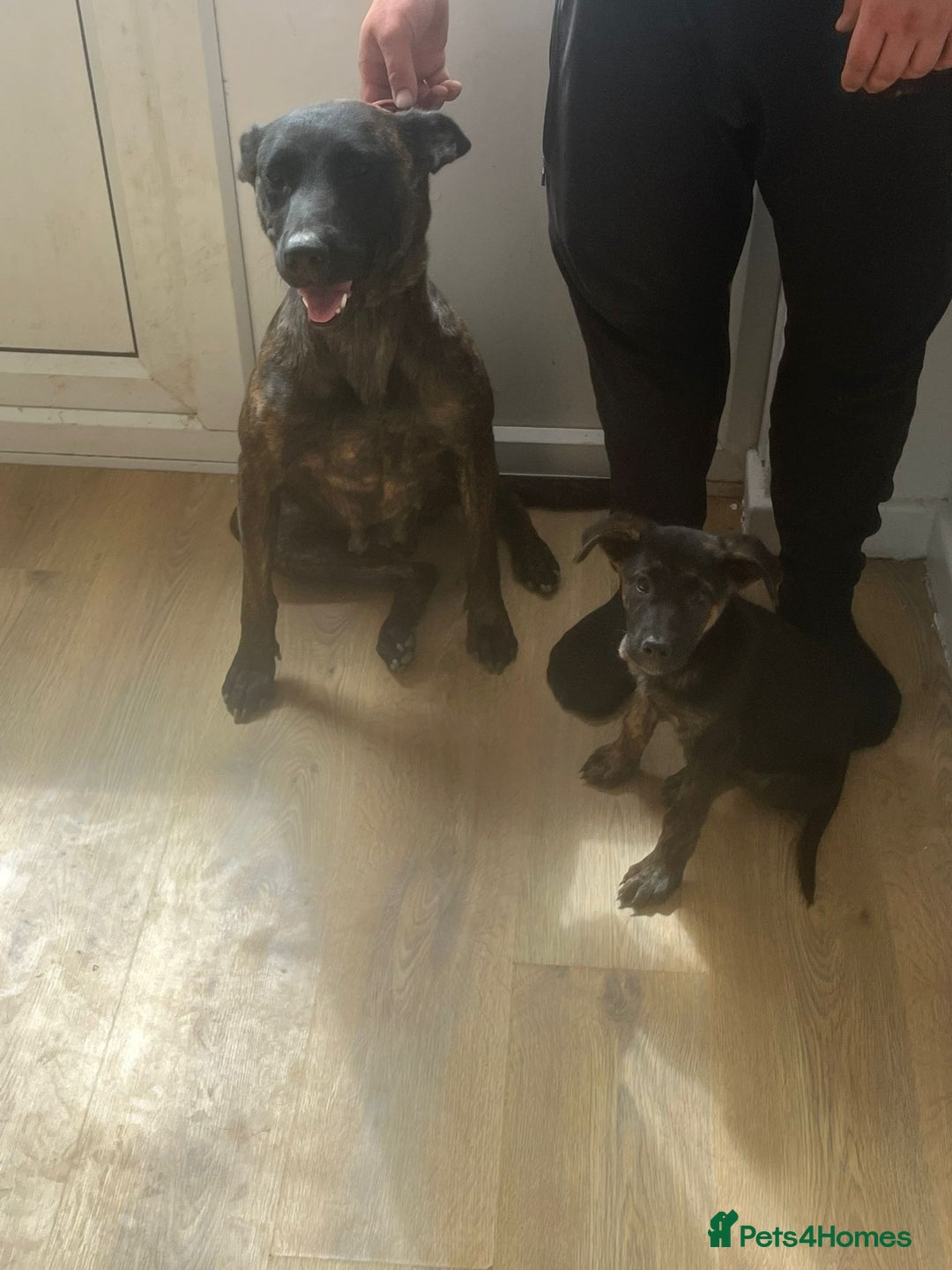 German Shepherd dogs for sale: Female King Dutch shepherd  - Image 6