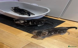 Mixed Breed cats for sale: Adorable Kittens Looking for Their Forever Homes - Advert 9