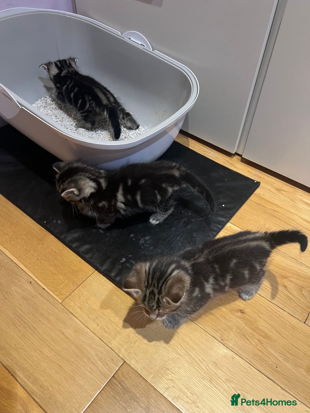 Mixed Breed cats for sale: Adorable Kittens Looking for Their Forever Homes - Advert 9