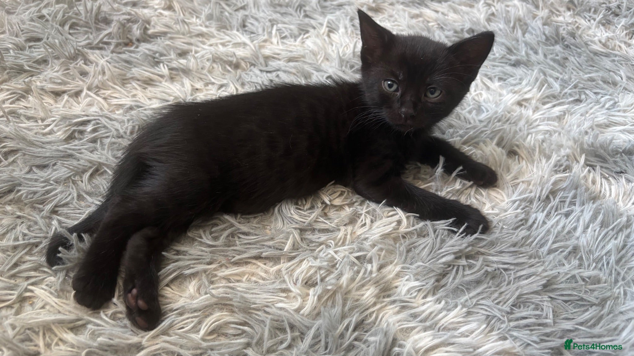 Bengal cats Majestic Rare Half bengals babies  - Advert 1