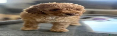 Cockapoo 3