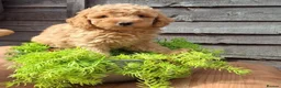 Cavapoo dogs for sale: Adventure Starts With Four Little Paws in Norwich - Advert 7